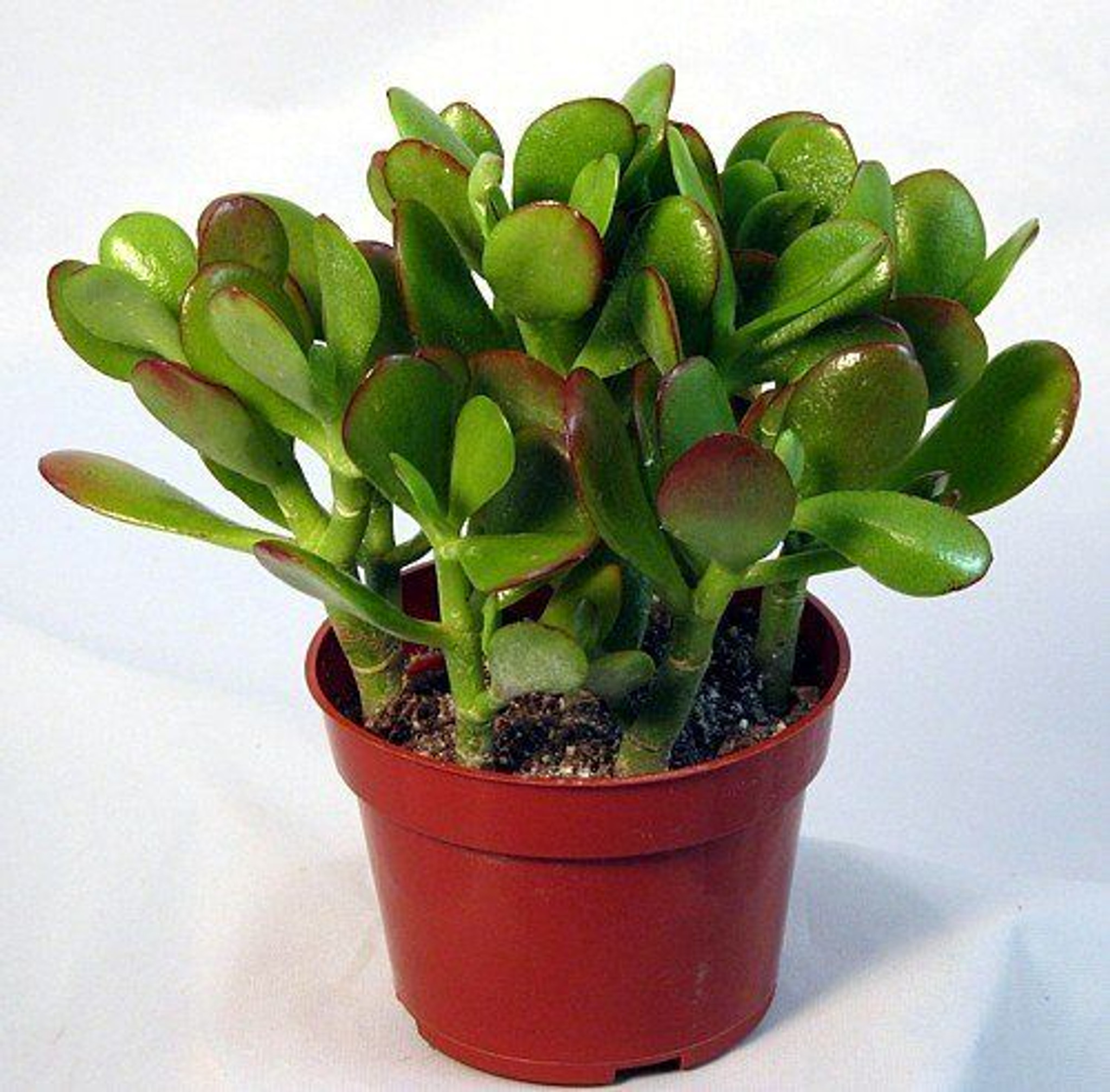 Jade_Plant__42753