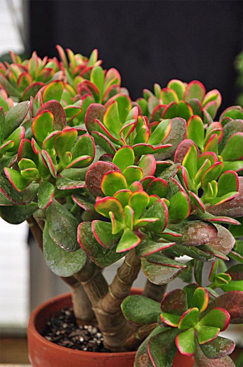 Red Tips Of Jade Plant 1 1